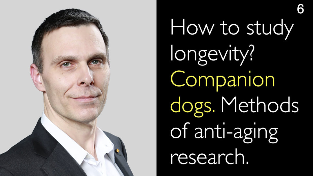¿Cómo estudiar la longevidad? Perros de compañía. Métodos de investigación antienvejecimiento. 6
