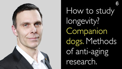 ¿Cómo estudiar la longevidad? Perros de compañía. Métodos de investigación antienvejecimiento. 6