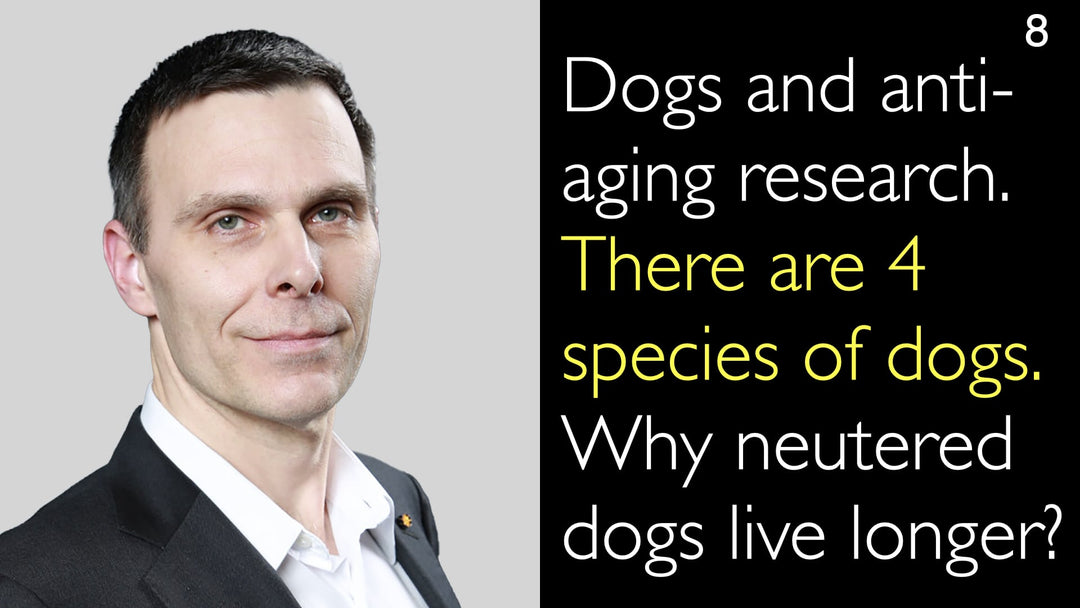 Perros e investigación antienvejecimiento. Existen 4 especies de perros. ¿Por qué los perros castrados viven más? 8