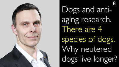 Perros e investigación antienvejecimiento. Existen 4 especies de perros. ¿Por qué los perros castrados viven más? 8